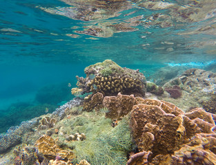 Tropical fishes and coral reef in blue water. Exotic marine life