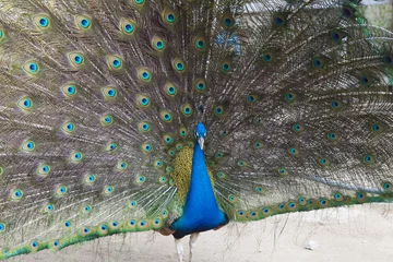 Fotobehang Peacock on walk © selezenj