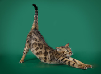Funny Bengal cat playing on a green background