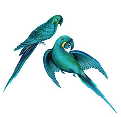 two parrots. detailed illustration of macaw bird.