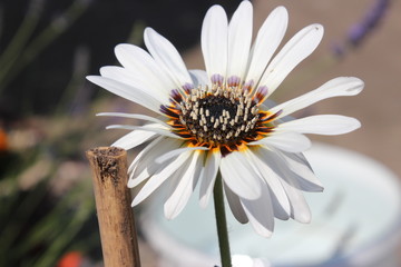 Obraz premium white Daisy Sommer Venidie mit Körbchen und Schatten Makro