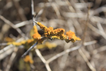 lichen on the tree branches