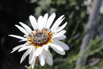 Obraz premium Sommerblume Venidien Blüten mit Körbchen und Schatten