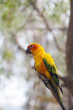 Little color parrots