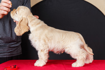 The puppy Cocker Spaniel