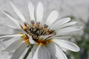 white Daisy Sommer Venidie mit  Körbchen und Schatten Makro