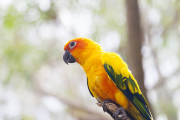 Little color parrots