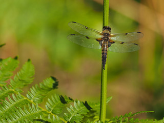 Dragonfly on a straw