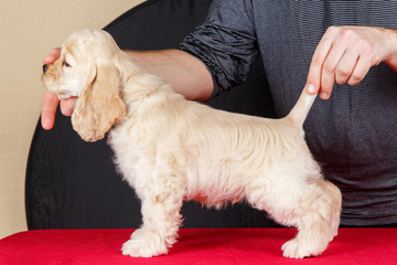 The puppy Cocker Spaniel
