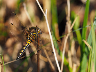 Dragonfly on a straw 