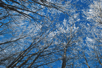 frozen trees,