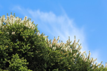 Australian native flowers and bees
