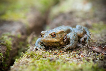 Frosch auf der Bank