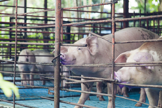 Pigs in a cage