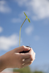 Little girl and young plant of a sunflower