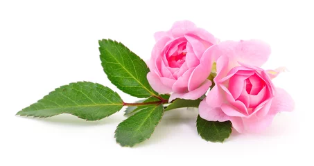 Deurstickers Beautiful pink roses. © Anatolii
