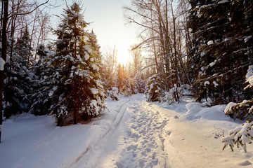 Winter forest a lot of snow. The sun through the trees 
