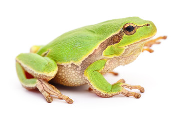 Small tree frog.
