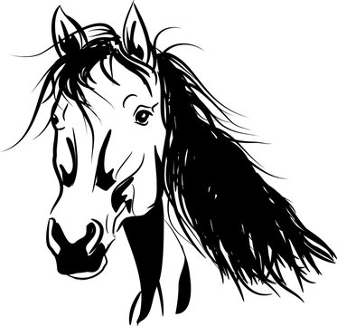 vector horse head