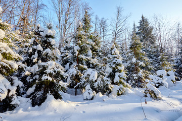 Fototapeta na wymiar Winter forest a lot of snow. The sun through the trees 