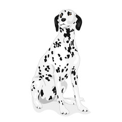 dalmatian cute dog at the white background