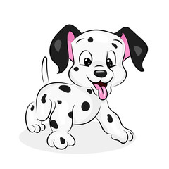 dalmatian cute dog at the white background