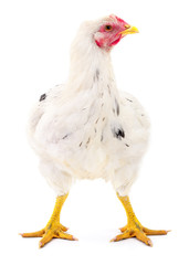 white hen isolated.