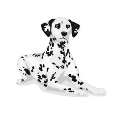 dalmatian cute dog at the white background