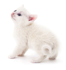 Kitten on white background.