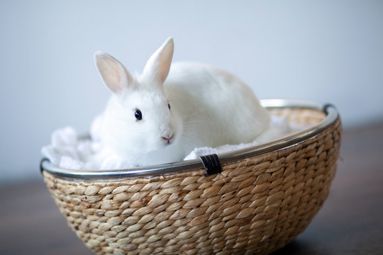 snow-white rabbit sitting in a wicker basket