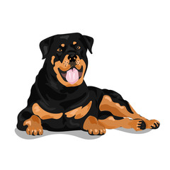 cute rottweiler dog at the white background