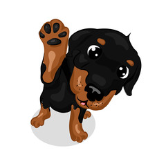 cute rottweiler dog at the white background