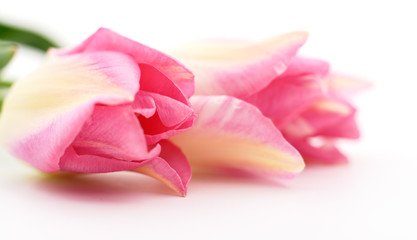 Three pink tulips.