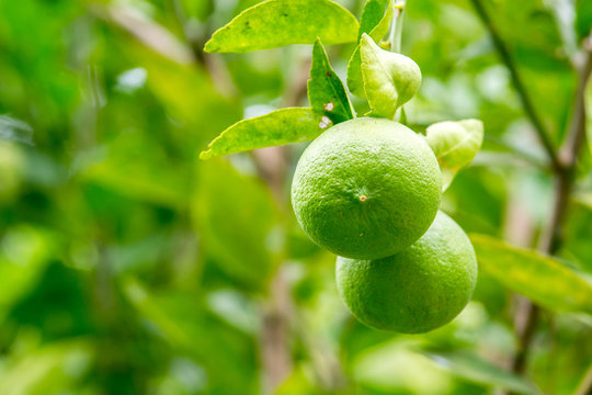 green lime on tree
