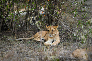 Lion