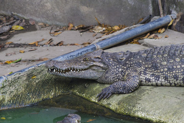 Crocodiles on hunting