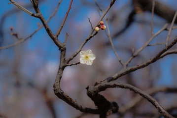 日本の梅