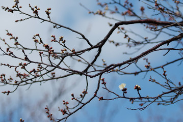 Fototapeta na wymiar 日本の梅