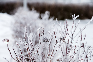 Zweige mit Eisregen, vom Eis umhüllt
