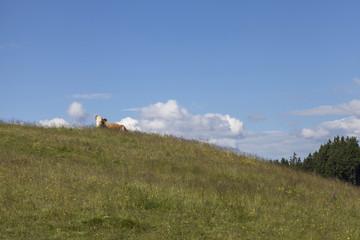 Am Dreilaendereck bei Arnoldstein, Kaernten