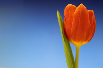 Fototapeta premium Orange Tulpe auf Blau