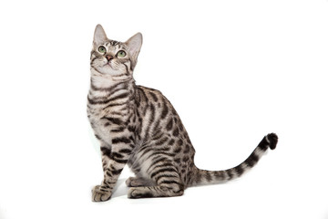 Bengal cat on white background