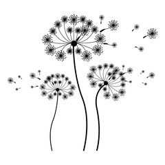 silhouette set collection dandelion and fly petals . Vector illustration