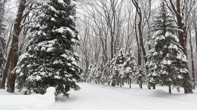 Fototapeta snow park in Kharkiv - winter in Ukraine
