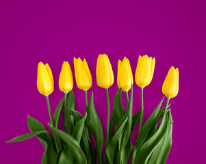 Yellow tulips on purple background