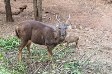 Close up of big and small Barking deer (Muntjac).