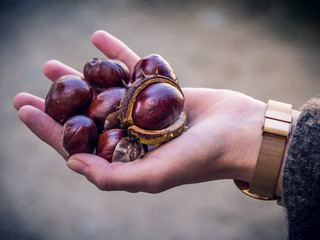 kastanien in der hand