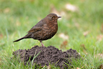 Weibliche Amsel auf einem Maulwurfshügel