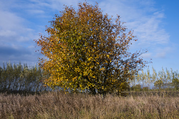 Fototapeta premium Bush in autumn