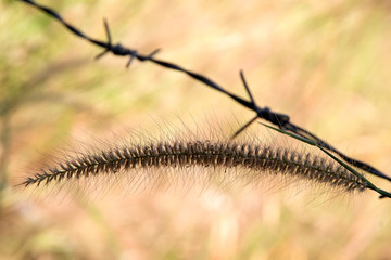Flowering grass